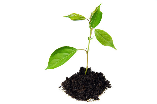 Plant in soil - new life concept