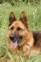 magnifique berger allemand femelle