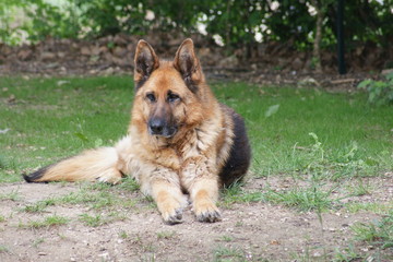 berger allemand femelle