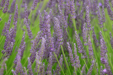 lavande