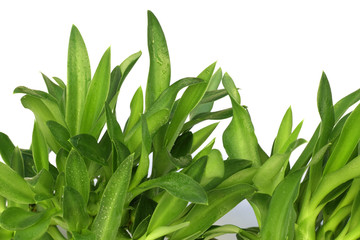 Obraz premium jeunes feuilles de bulbes d'agave