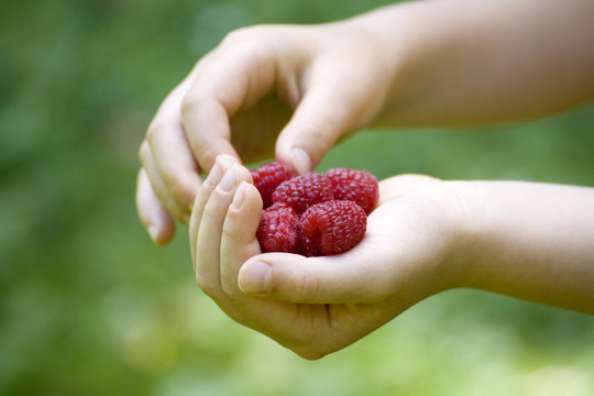Child's hand full of red raspberries