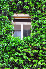 A close-up photo of an old german house window