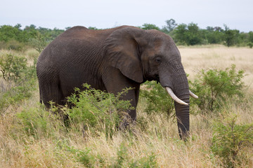 Fototapeta na wymiar Bull elephant
