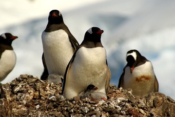 Eselspinguine, Paradise Harbour