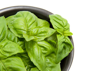 Bowl with basil isolated on white background