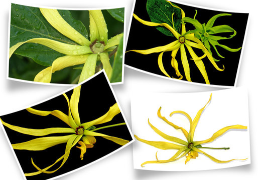 photos d'ylang-ylang