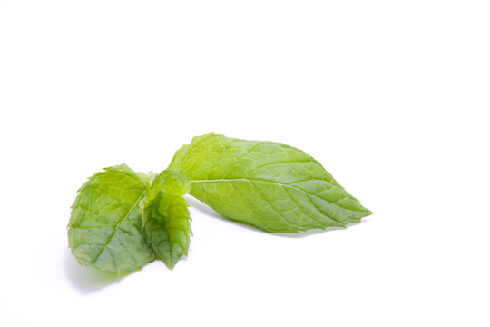 Mint leaf isolated on white background