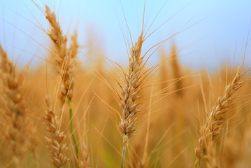 campo di grano