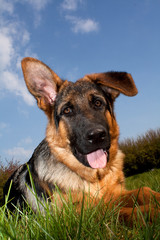 Happy dog