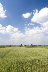 Wheat field in spring with blue sky and clouds