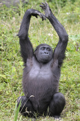 Jeune Gorille