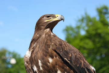 Eagle