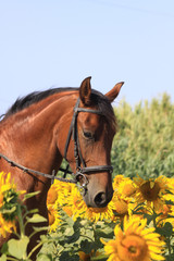 Fototapeta premium pferd in sonnenblumen