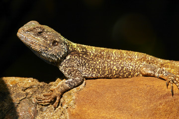 Blue headed Agama lizard basking on a rock