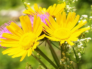 arrangement floral sur fond végétal 10
