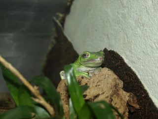Frosch