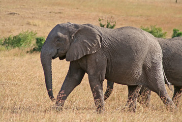 Fototapeta na wymiar Afrikanische Elefanten, Kenia, Masai Mara