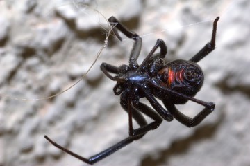 Black widow