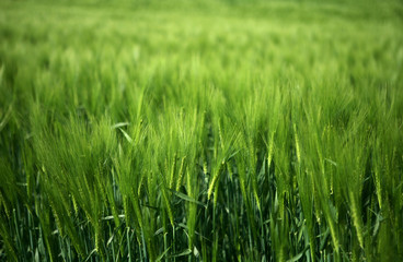 Obraz premium field of green wheat grass