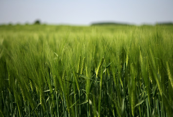 Field of green wheat