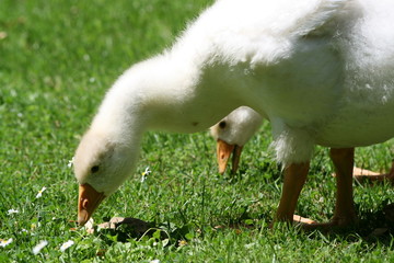 Gänsekinder © gavioneta