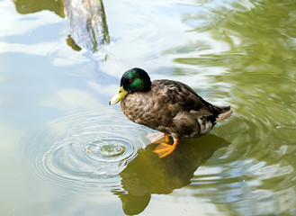 Mallard