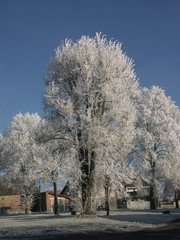 paysage de givre dans un parc