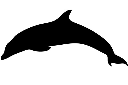 delfino