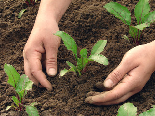 woman hands hoeing beetroot plants