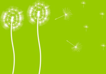 Two dandelions with flying seeds