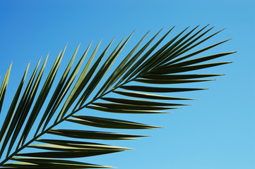 Obraz premium palm leaf