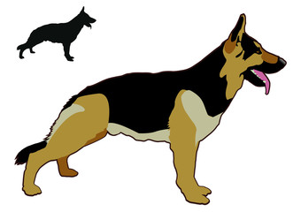 German Sheperd