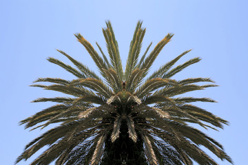 Obraz premium Palm tree canopy