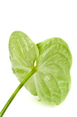 Flamingo flower back view