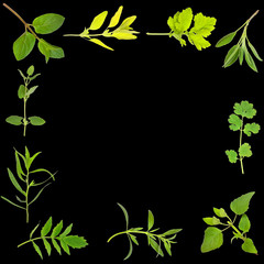 Fototapeta premium Herb Leaf Border