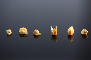 Physalis, Kapstachelbeere