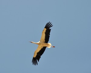 vuelo de cigüeña