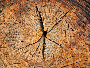 beautiful cut of tree