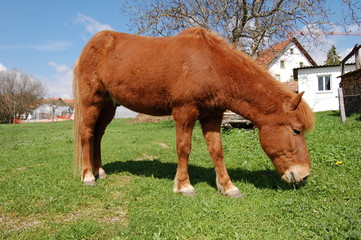 Pferd auf der Weide