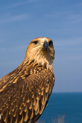 close-up portrait of a brown hawk