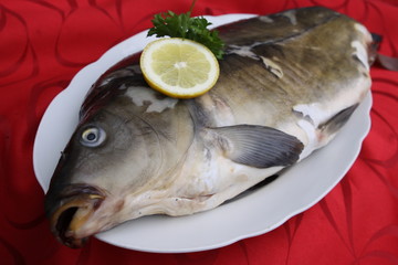 Fisch,Karpfen