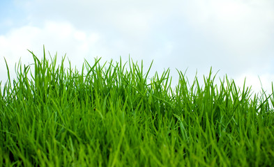 Grass and sky