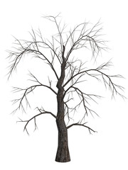 Obraz premium Dead Tree