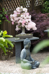 Buddha vor Bonsai