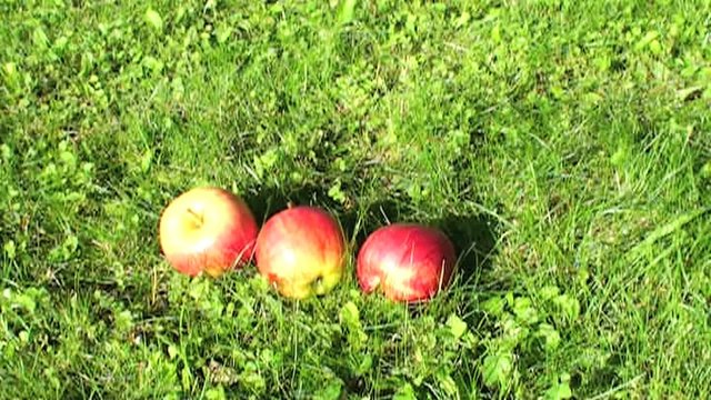 &auml;pfel fallen vom baum auf die wiese