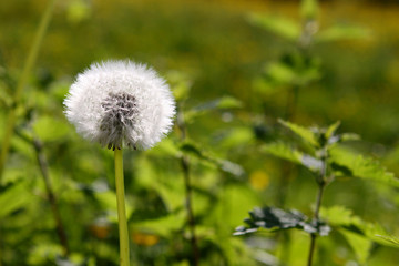 Löwenzahn,Sommerzeit