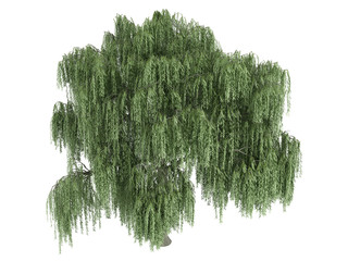 Willow_(Salix)