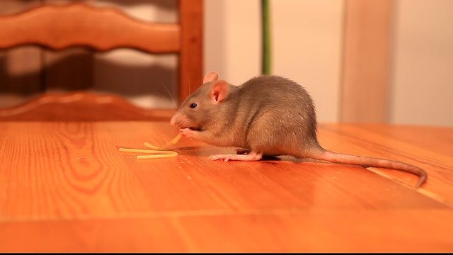 Rat mangeant une p&acirc;te