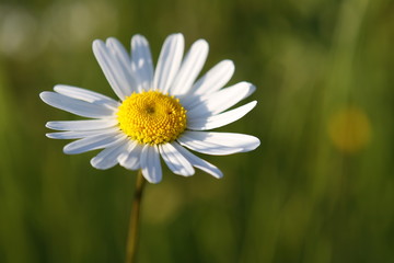 Obraz premium Margeritte,Blume